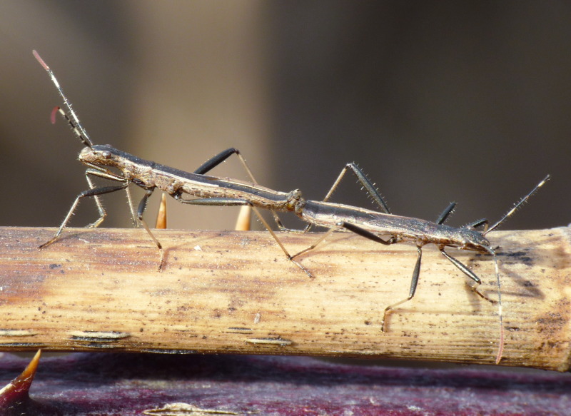 Alydidae: Micrelytra fossularum della Toscana (LI)